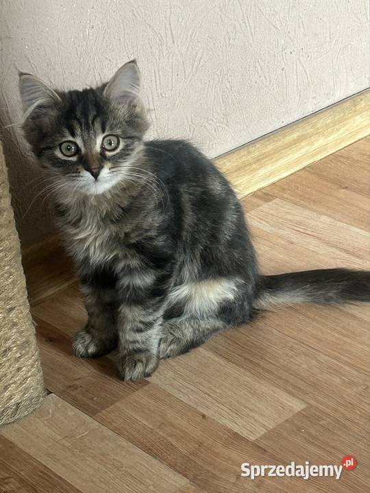 Kocurek Syberyjski gotowy do zmiany domu Rybnik