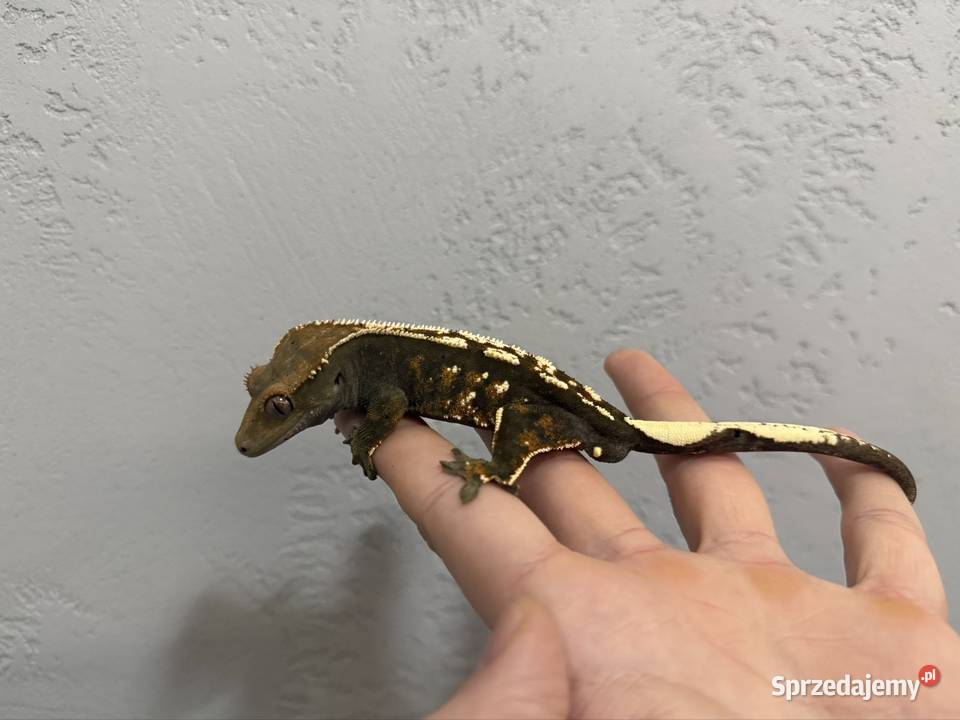 Gekon orzęsiony cappucino Sułkowice