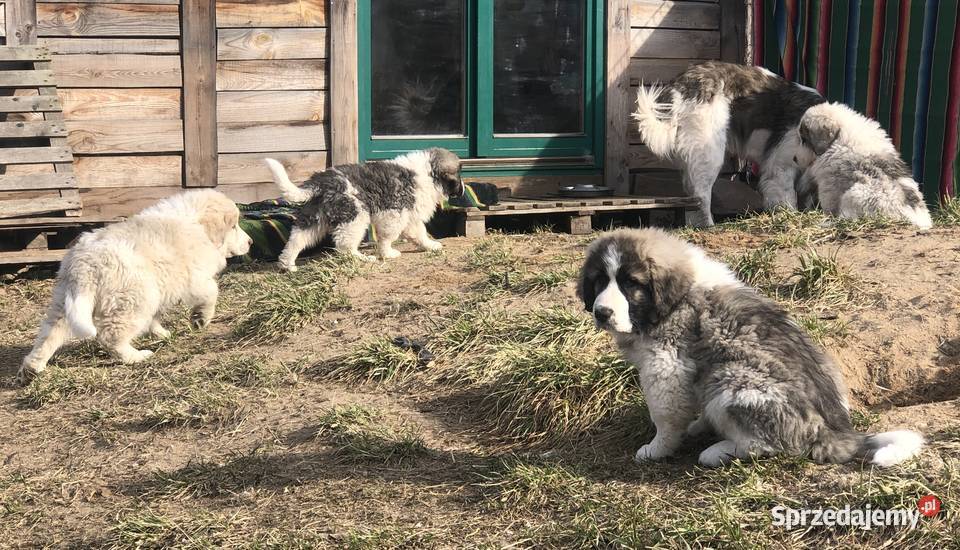 Mastif pirenejski rodzinny molos stróżujący Pupki