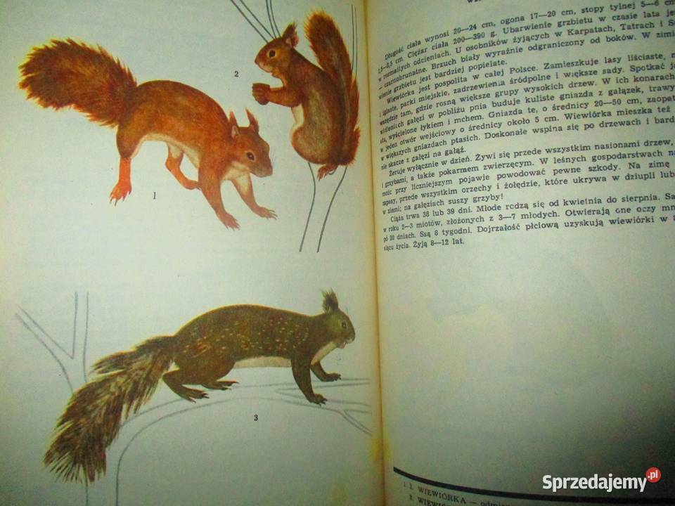 Głos przyrody Kowalewska Kownacka przyroda Łódź