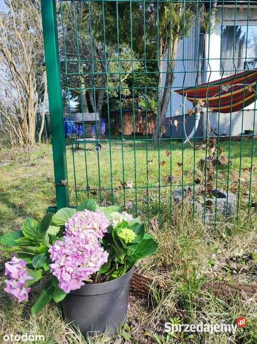 Działka ROD Łódź Zdrowie 410 m altana piwnica
