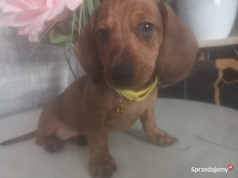 Jamnik krótkowłosy suczka merle