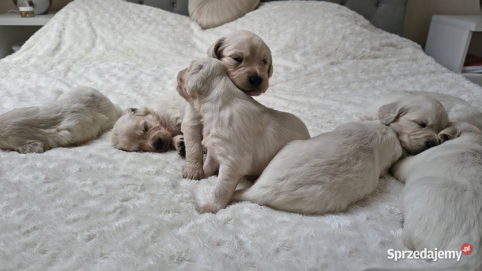 Szczenię Golden retriever Rusowo sprzedam