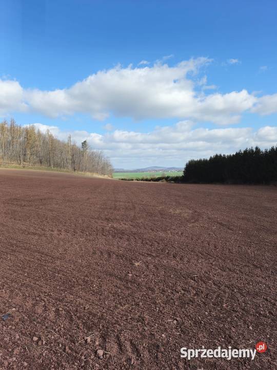 Sprzedam działkę rolnobudowlaną z dużym Dobromierz