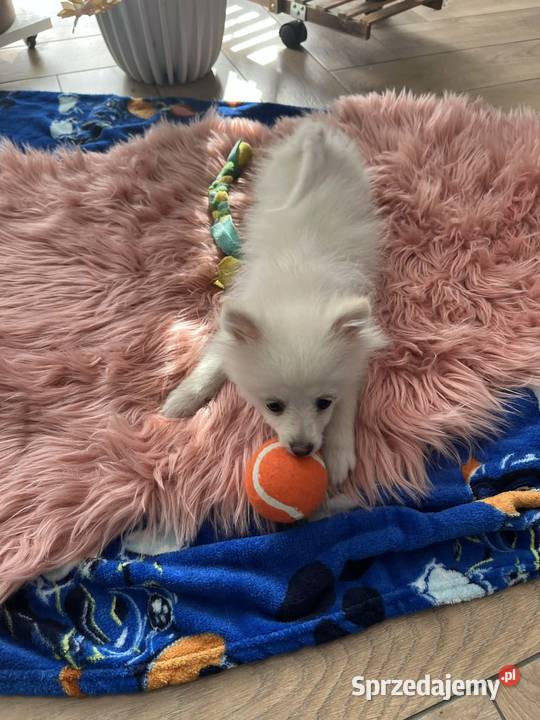 szpic miniaturowy piesek Skalbmierz