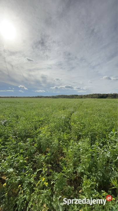 Szukam gruntów rolnych do dzierżawy kupna 0m2 Szczepanek