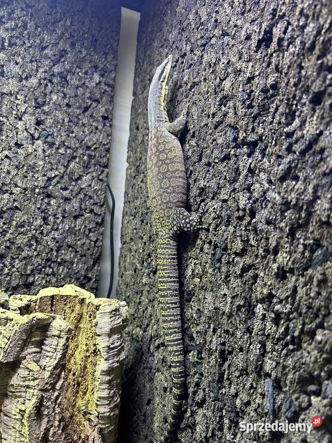 Waran Varanus glauerti Rzeszów