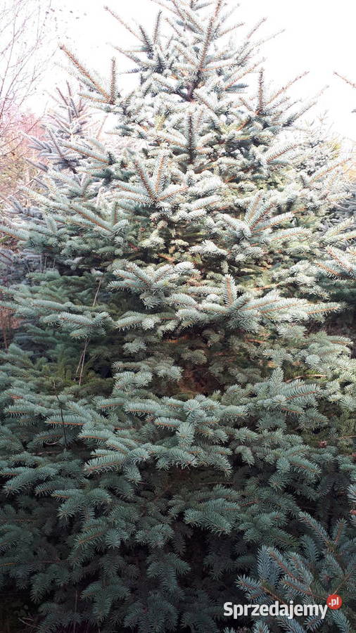 Choinka świerk srebrny 4m Mokrzesz