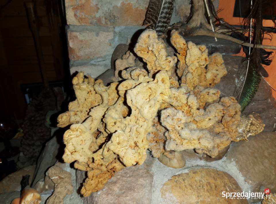 Muszle i gąbki morskie lubuskie Gniewoszyce