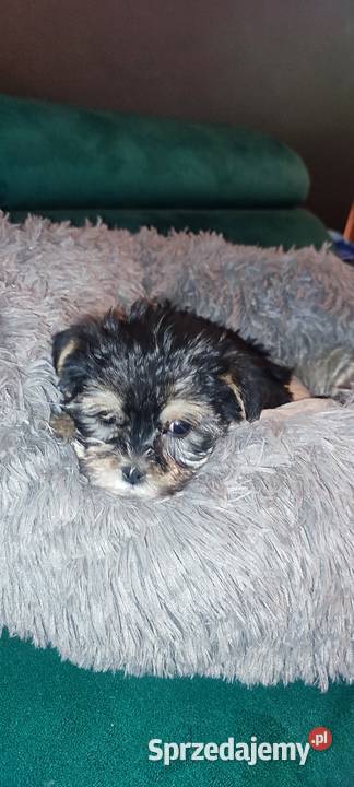 Morki hybryda york maltanczyk świętokrzyskie Smerdyna sprzedam