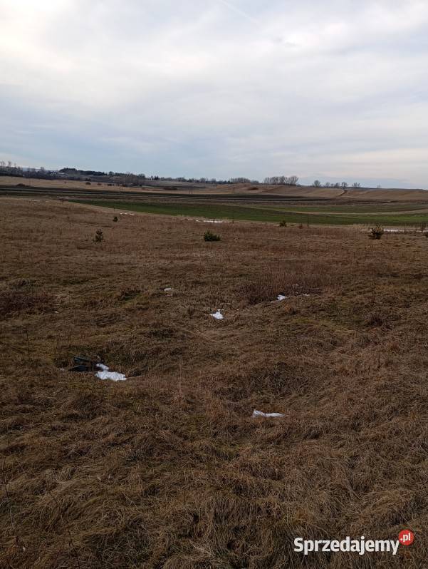 Wydzierzawie pole Wiślica
