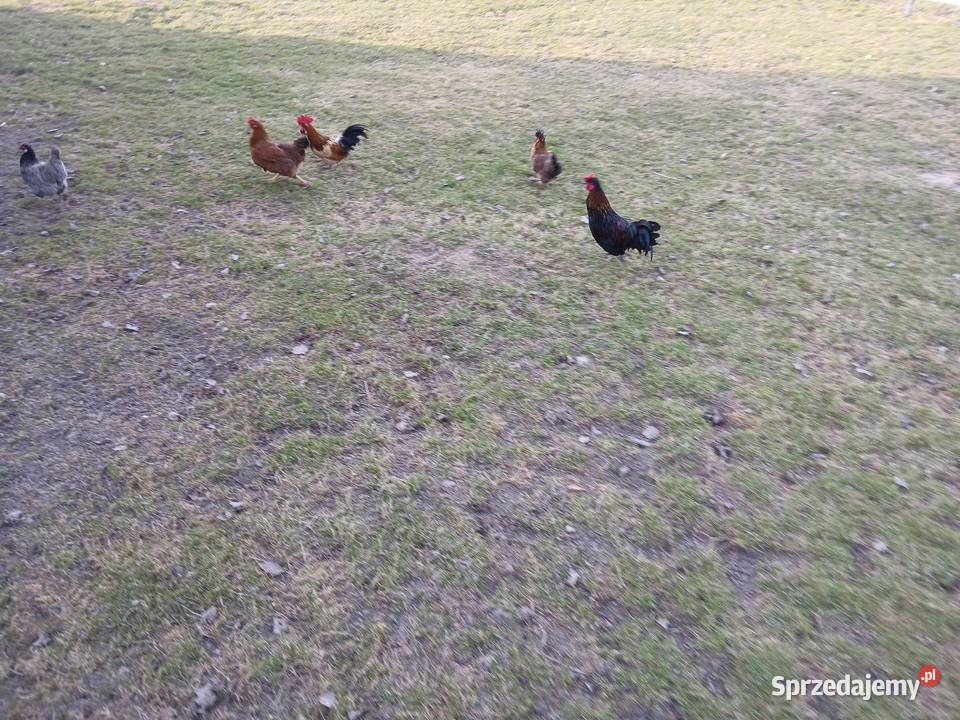 Kogutki liliputki małe I średnie zielononozki Czarnocin