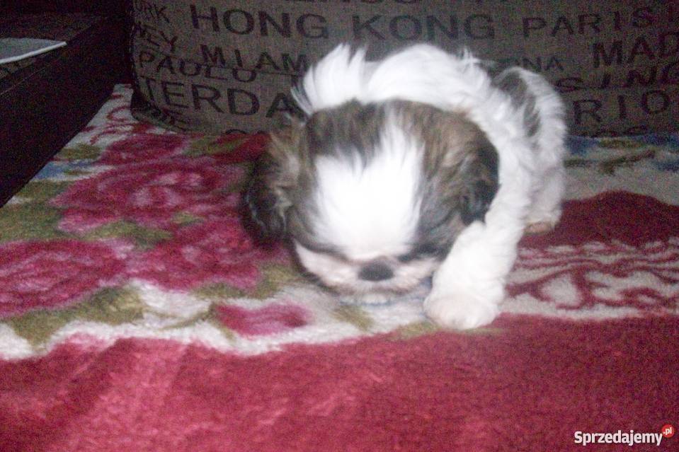 Pieski shihtzu Ełk
