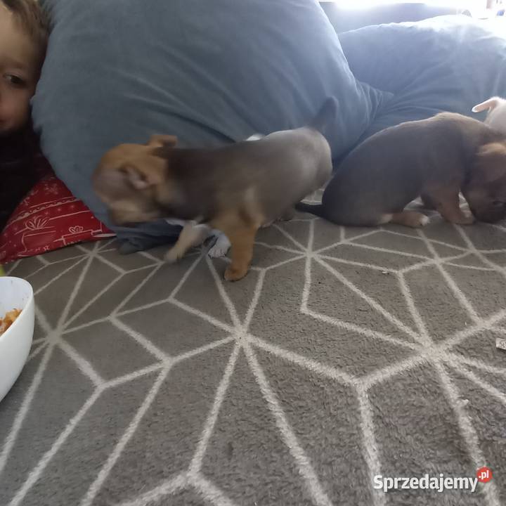 Szczeniaki Chihuahua Chihuahua Psy mazowieckie Garwolin