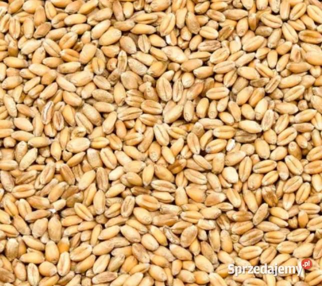 Pszenica Wola Rafałowska