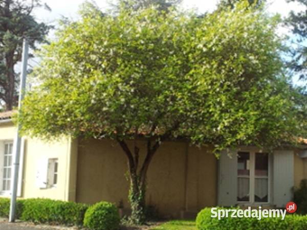 POMARAŃCZA Poncirus trifoliata NASIONA 70 sztuk Nasiona Lubanie