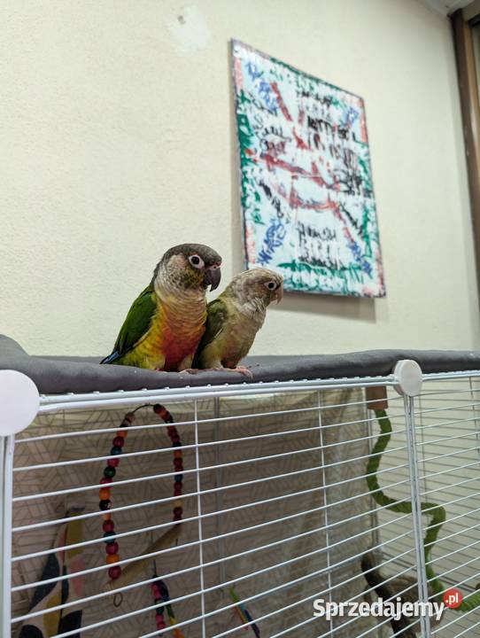 Papugi rudosterki śląskie Katowice sprzedam