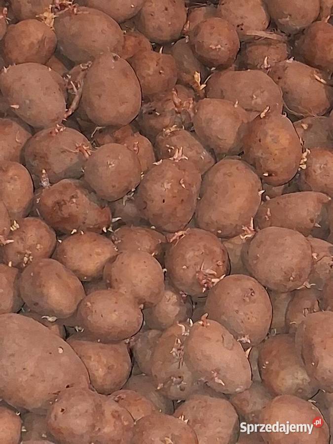 ziemniaki sadzeniaki odmiana Lord Mielec