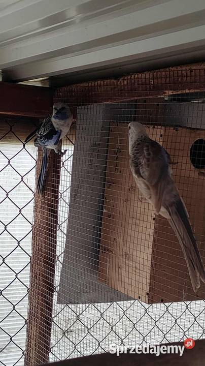 Sprzedam rozelle królewskie Piaseczno