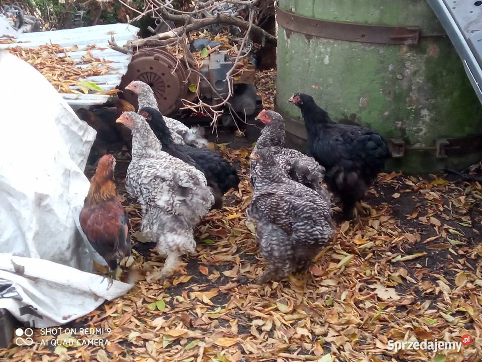 Kurczaki kochiny olbrzymie i dorosłe kurki lubelskie Zamość