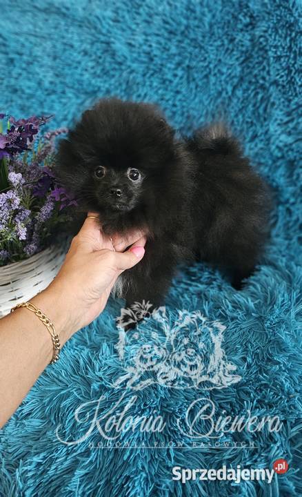 Pomeranian Szpic Miniaturowy śliczne pieski