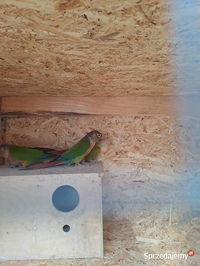 Rudosterki papugi Czernica