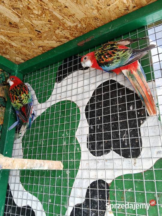 Sprzedam samicę rozelli białolicej lubelskie Samary sprzedam