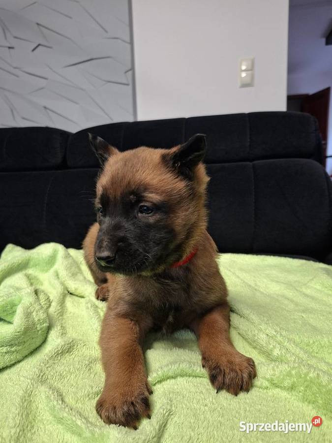 Owczarek Belgijski Malinois Szczeniaki Częstochowa