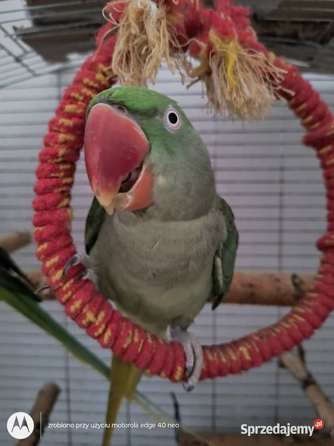 Aleksandretta większa Samica 5 lat nie lata sprzedam