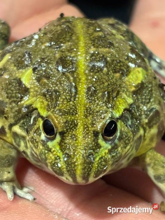 Afrykańska żaba byk Pyxicephalus adspersus warmińsko-mazurskie Olsztyn