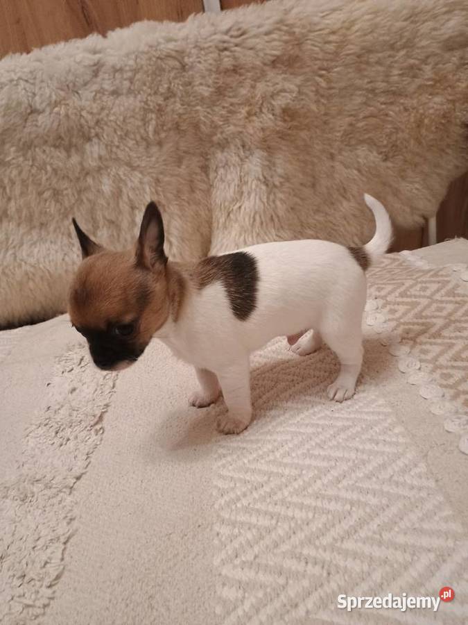 Chihuahua XS chłopiec Diament Kleszczów