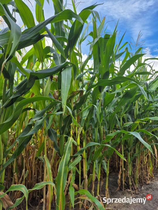 Kukurydza SM PREZENT promocja 51