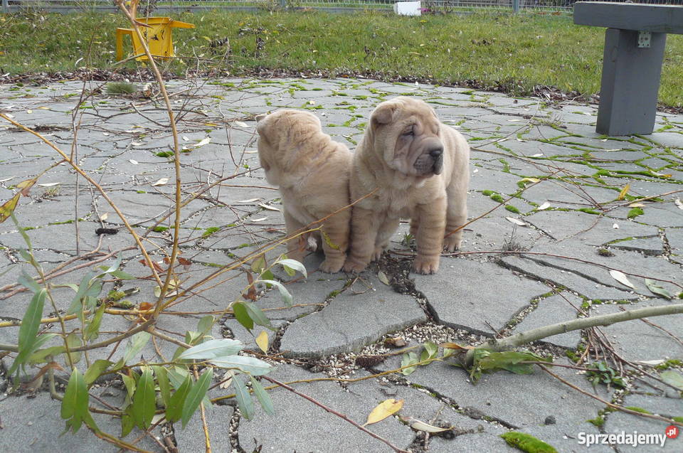 SHAR PEI SZCZENIĘTA FCI NA SPRZEDAŻ Psy Mierzyn