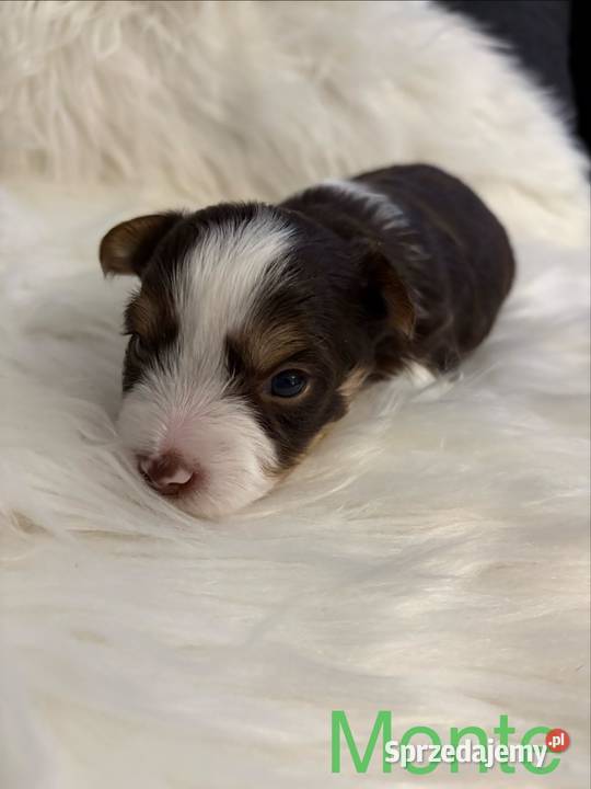 Do Rezerwacji Monte Yorkshire Terier Brio Konin