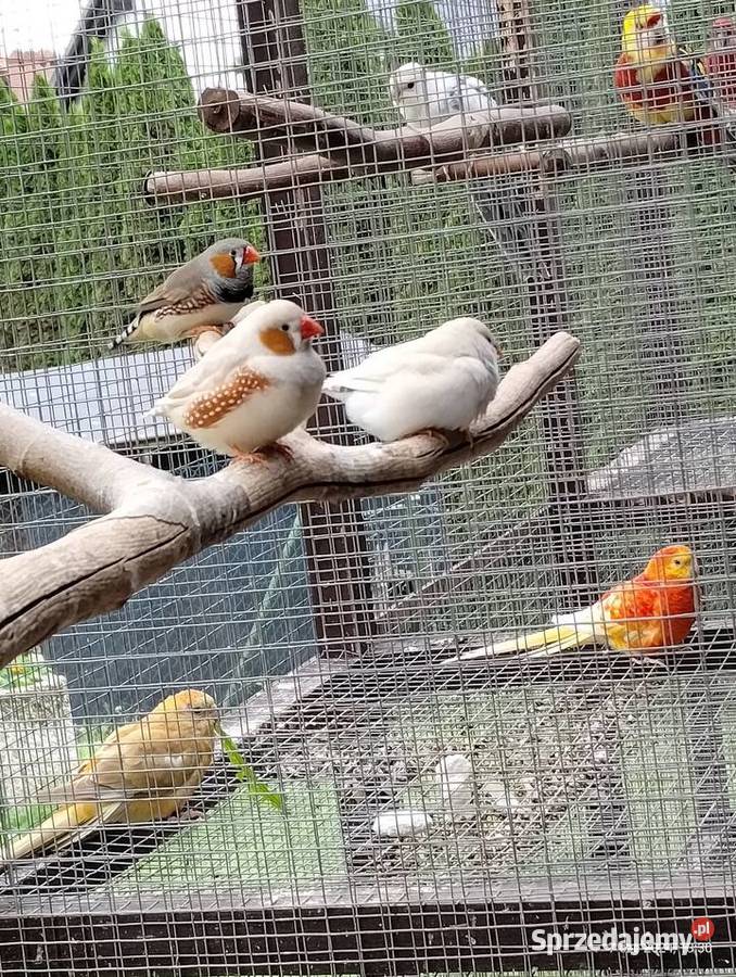 Zeberki młode Kościerzyna