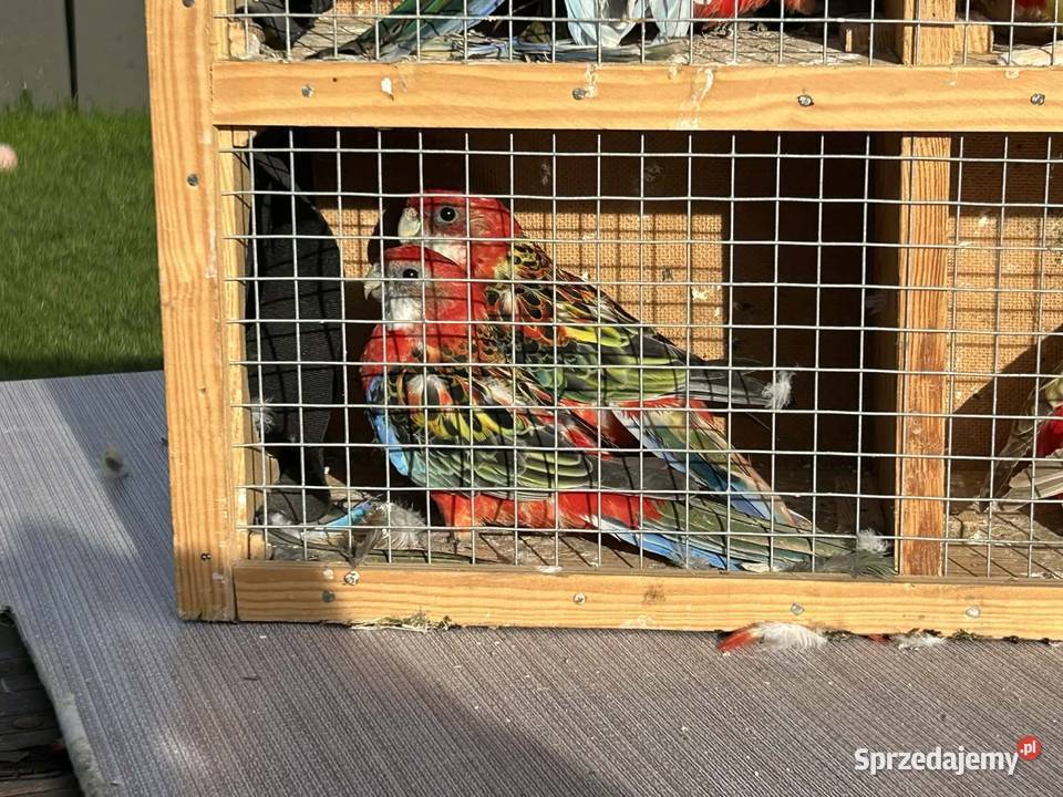 Rozella Białolica Pawłowice