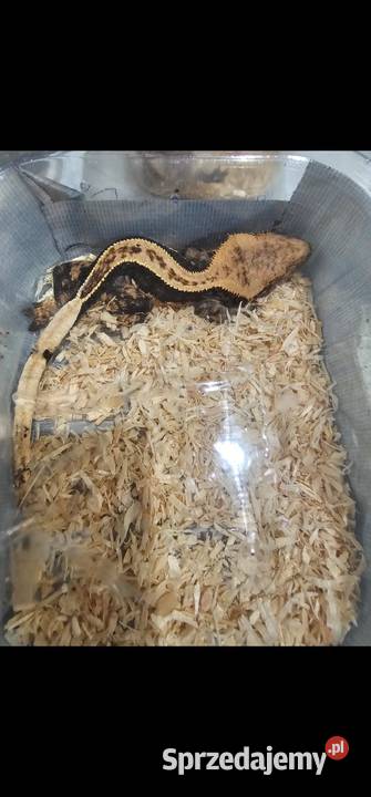 Gekon orzęsiony Lili white red harley Quinn Koszalin