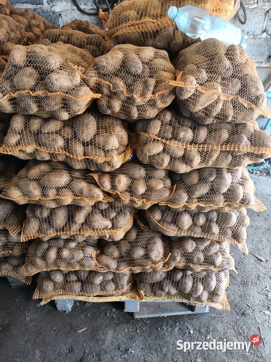 Ziemniaki jadalne Czuszów