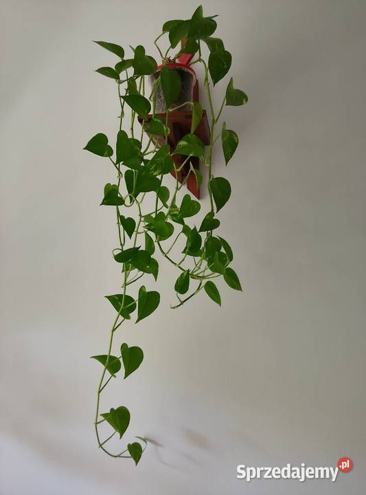 Filodendron pnący kwiaty żywe zdrowe dekoracyjne łódzkie Łódź