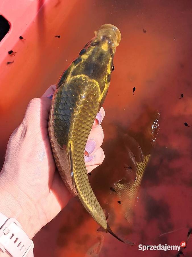 Karas pospolita złota Zwierzęta Kąty Wrocławskie