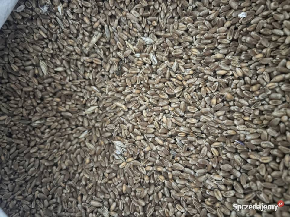 Sprzedam zboże pszenica mieszanka jara owies z Radom sprzedam