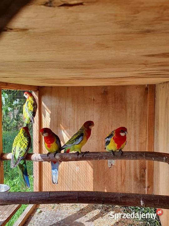 Rozella Białolica Rozelle Gold Mantel