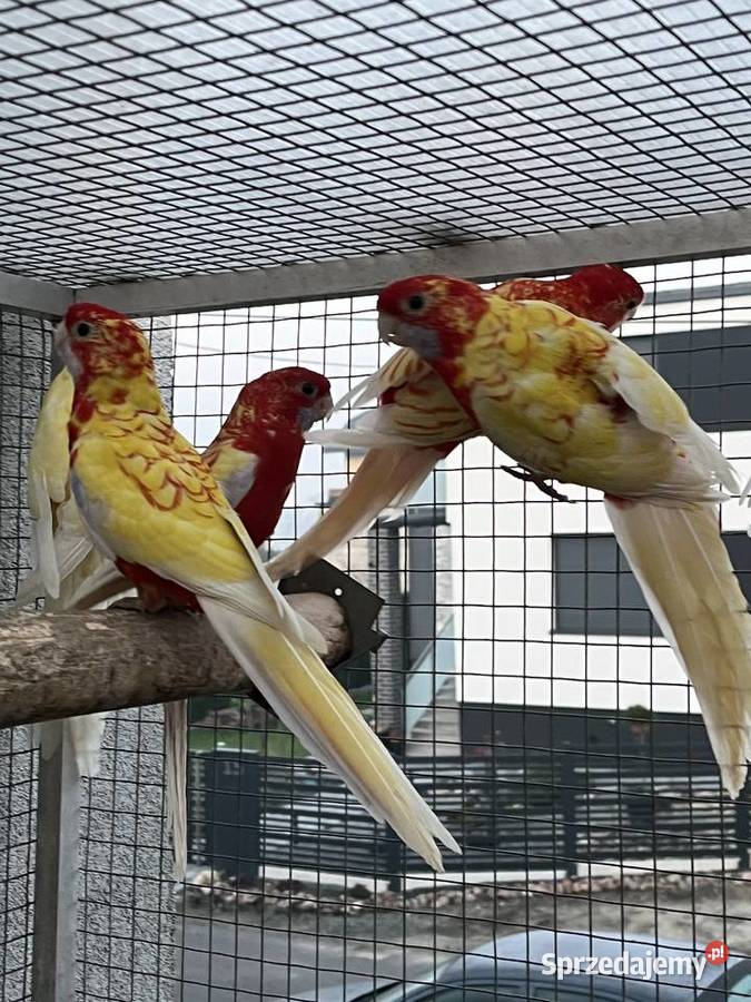 Rozelle królewskie 2025r 1500 Ptaki Sośnicowice