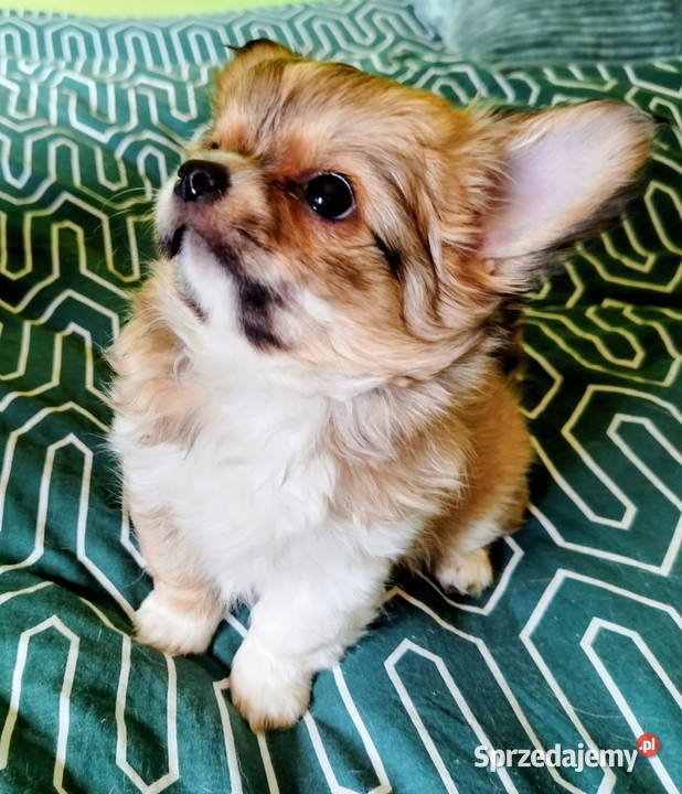 Maleńka sunia chihuahua