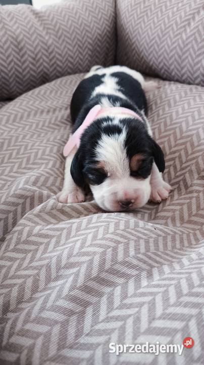 Szczeniaka Beagla możliwość rezerwacji Beagle Bielsk Podlaski