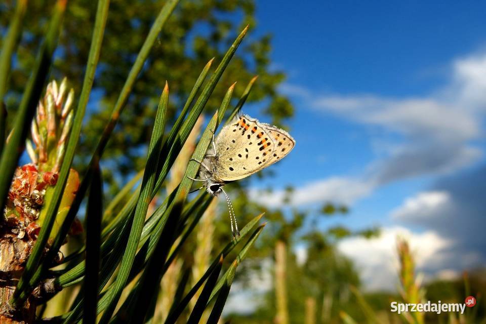 Olympus STYLUS XZ2 12 Mpixf18254x zoom Pabianice