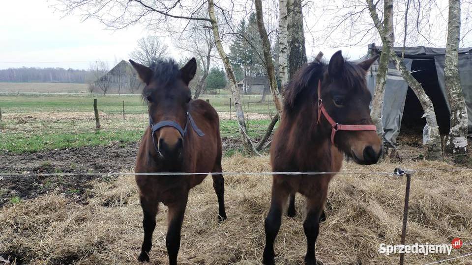 Sprzedam klacz ogierka huculskiego Konie Chotyniec
