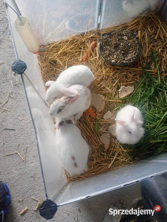 Króliczki mini łódzkie