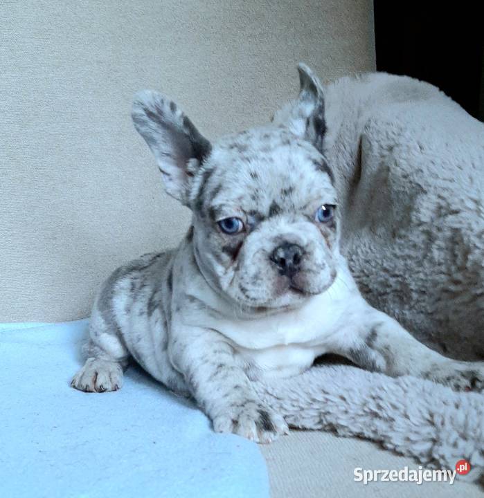 Buldogi francuskie szczenieta Pabianice