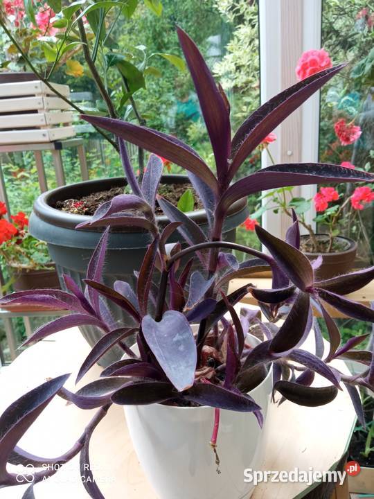 Setkrezja trzykrotka purpurowa filetowa Nowy Sącz